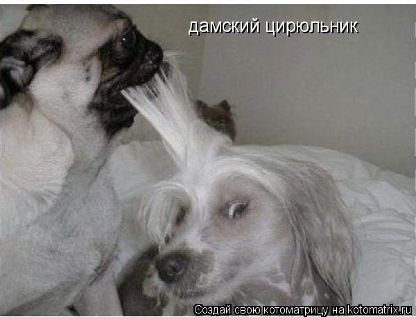 дамский цирюльник... Котоматрица: дамский цирюльник