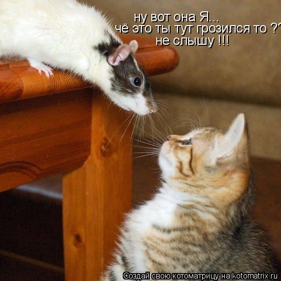 ну вот она Я... чё это ты тут грозился то ??? не слышу !!!... Котоматрица: ну вот она Я... чё это ты тут грозился то ??? не слышу !!!