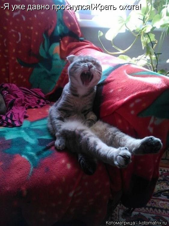-Я уже давно проснулся!Жрать охота!... Котоматрица: -Я уже давно проснулся!Жрать охота!