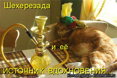 Котоматрица: Шехерезада ИСТОЧНИК  ВДОХНОВЕНИЯ... и  её
