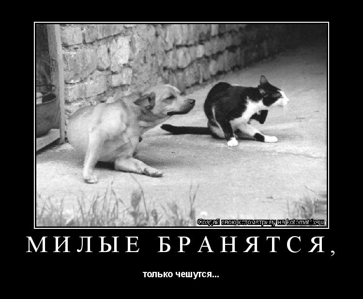 Котоматрица: МИЛЫЕ БРАНЯТСЯ,  только чешутся...