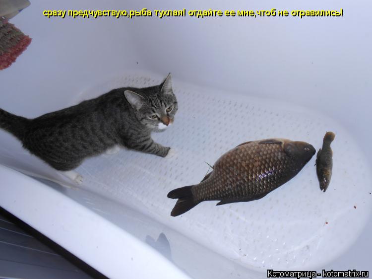 Котоматрица: сразу предчувствую,рыба тухлая! отдайте ее мне,чтоб не отравились!