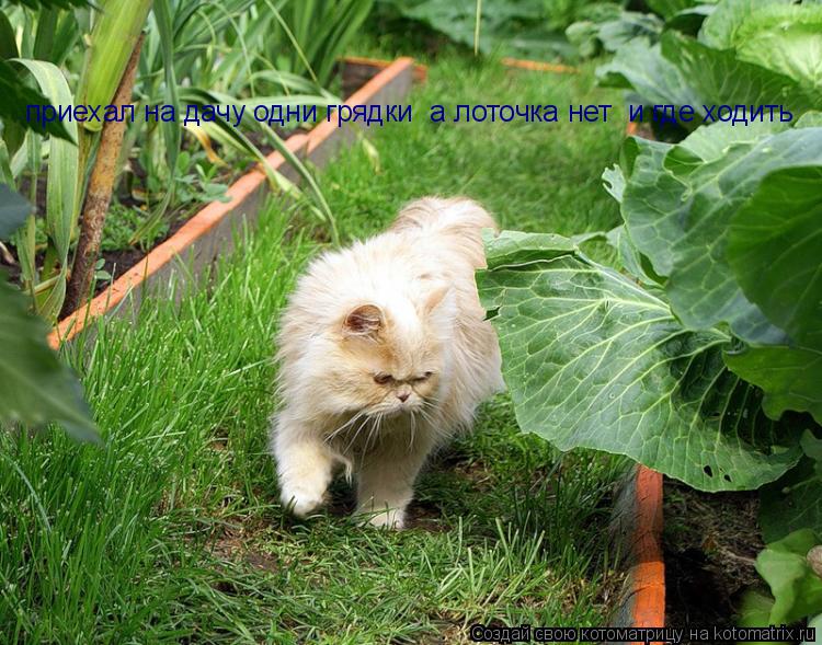 приехал на дачу одни грядки а лоточка нет и где ходить... Котоматрица: приехал на дачу одни грядки а лоточка нет и где ходить