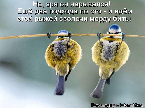 Котоматрица: Не, зря он нарывался! Ещё два подхода по сто - и идём  этой рыжей сволочи морду бить!