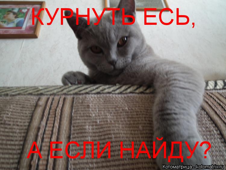 Котоматрица: КУРНУТЬ ЕСЬ, А ЕСЛИ НАЙДУ?