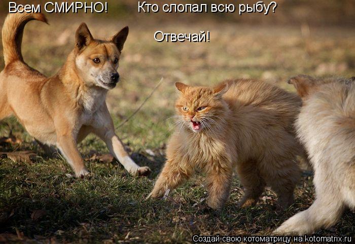 Всем СМИРНО! Кто слопал всю рыбу? Отвечай!... Котоматрица: Всем СМИРНО! Кто слопал всю рыбу? Отвечай!