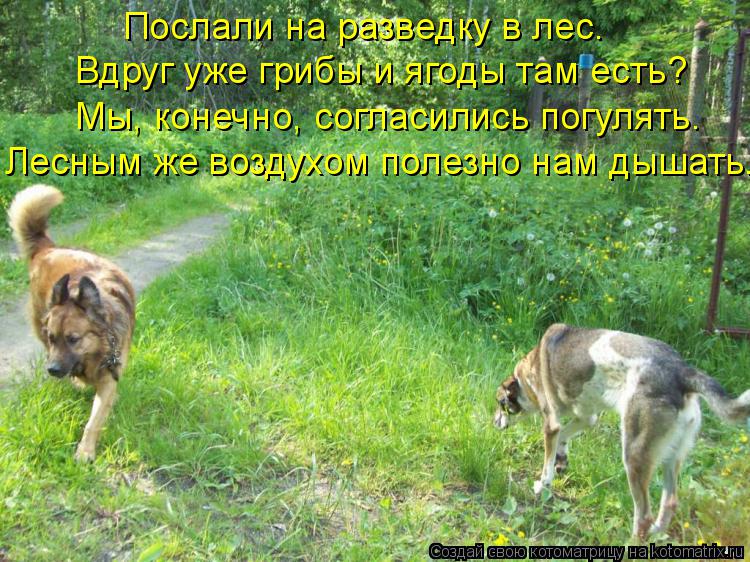 Послали на разведку в лес. Вдруг уже грибы и ягоды там есть? Мы, конечно, согласились погулять. Лесны... Котоматрица: Послали на разведку в лес. Вдруг уже грибы и ягоды там есть? Мы, конечно, согласились погулять. Лесным же воздухом полезно нам дышать.