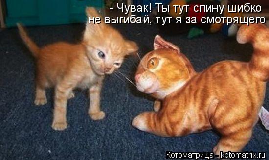 Котоматрица: - Чувак! Ты тут спину шибко  не выгибай, тут я за смотрящего