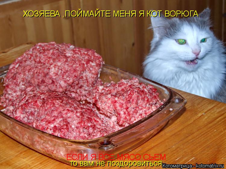 ХОЗЯЕВА ,ПОЙМАЙТЕ МЕНЯ Я КОТ ВОРЮГА ЕСЛИ Я ВСЕ МЯСО СЬЕМ то вам не поздоровиться... Котоматрица: ХОЗЯЕВА ,ПОЙМАЙТЕ МЕНЯ Я КОТ ВОРЮГА ЕСЛИ Я ВСЕ МЯСО СЬЕМ то вам не поздоровиться
