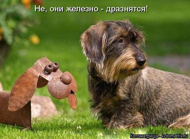 Котоматрица: Не, они железно - дразнятся!