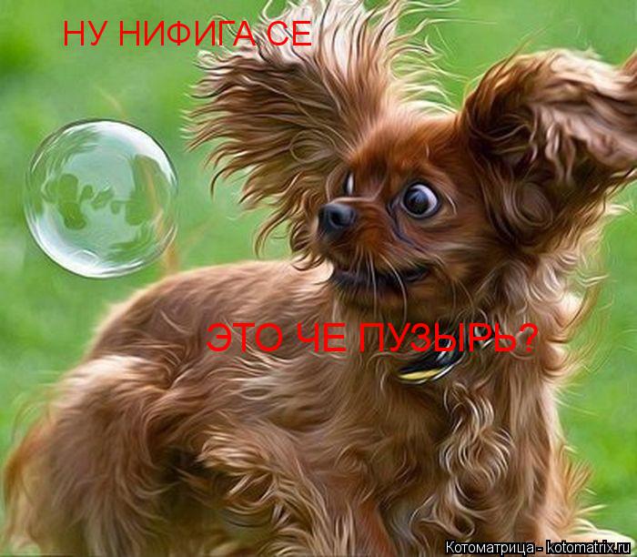 Котоматрица: НУ НИФИГА СЕ ЭТО ЧЕ ПУЗЫРЬ?
