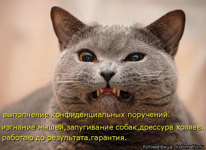 работаю до результата.гарантия. изгнание мышей,запугивание собак,дрессура хозяев. выполнение конфиден... Котоматрица: работаю до результата.гарантия. изгнание мышей,запугивание собак,дрессура хозяев. выполнение конфиденциальных поручений.