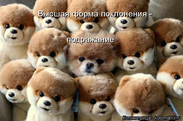Котоматрица: Высшая форма поклонения -  подражание
