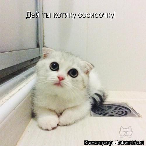 Дай ты котику сосисочку! Дай ты котику сосисочку!... Котоматрица: Дай ты котику сосисочку! Дай ты котику сосисочку!