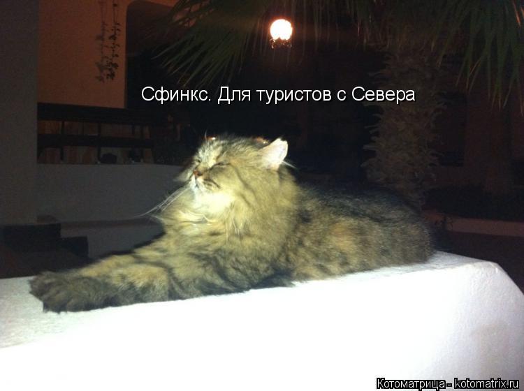 Котоматрица: Сфинкс. Для туристов с Севера