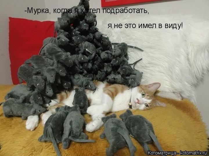 Котоматрица: -Мурка, когда я хотел подработать, я не это имел в виду!