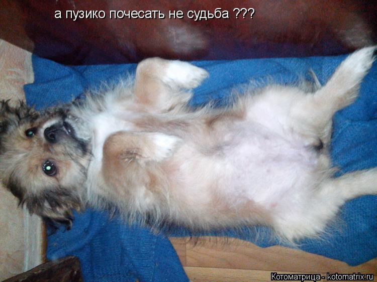 а пузико почесать не судьба ???... Котоматрица: а пузико почесать не судьба ???