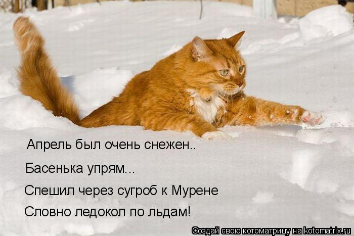 Басенька упрям... Апрель был очень снежен.. Спешил через сугроб к Мурене Словно ледокол по льдам!... Котоматрица: Басенька упрям... Апрель был очень снежен.. Спешил через сугроб к Мурене Словно ледокол по льдам!