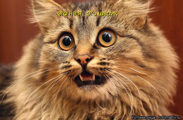 это не я , это шарик... Котоматрица: это не я , это шарик
