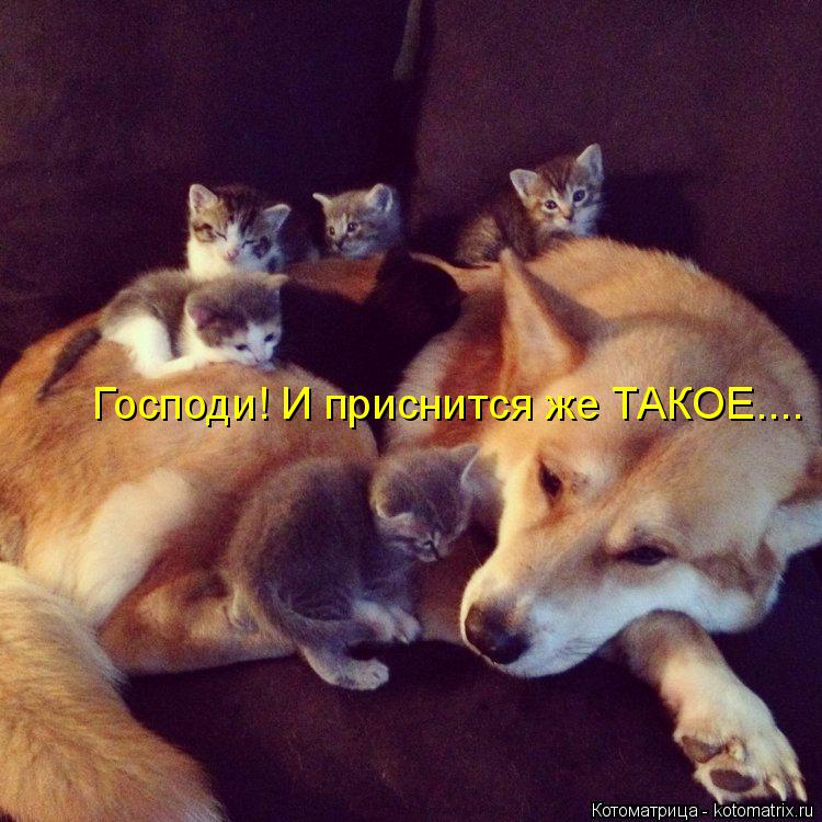 Котоматрица: Господи! И приснится же ТАКОЕ....