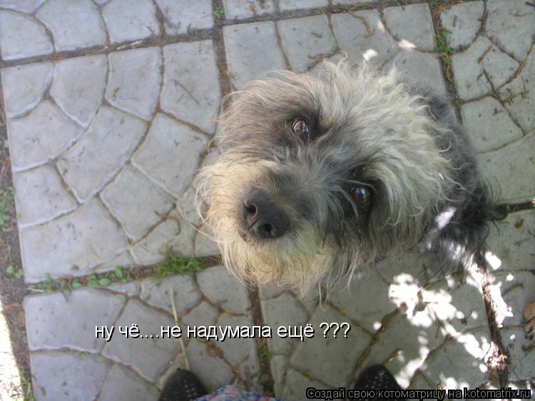 ну чё....не надумала ещё ???... Котоматрица: ну чё....не надумала ещё ???