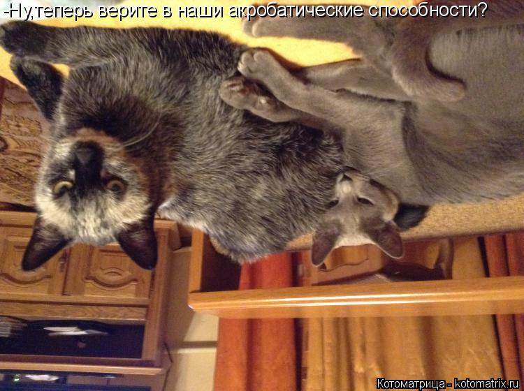 Котоматрица: -Ну,теперь верите в наши акробатические способности?