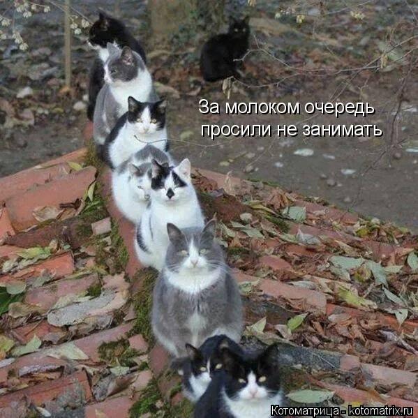 Котоматрица: За молоком очередь просили не занимать