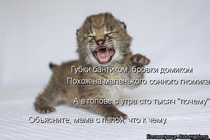 Котоматрица: Губки бантиком, бровки домиком   Похож на маленького сонного гномика,      А в голове с утра сто тысяч "почему",    Объясните, мама с папой, что к 