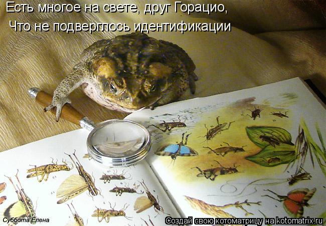 Котоматрица: Есть многое на свете, друг Горацио, Что не подверглось идентификации