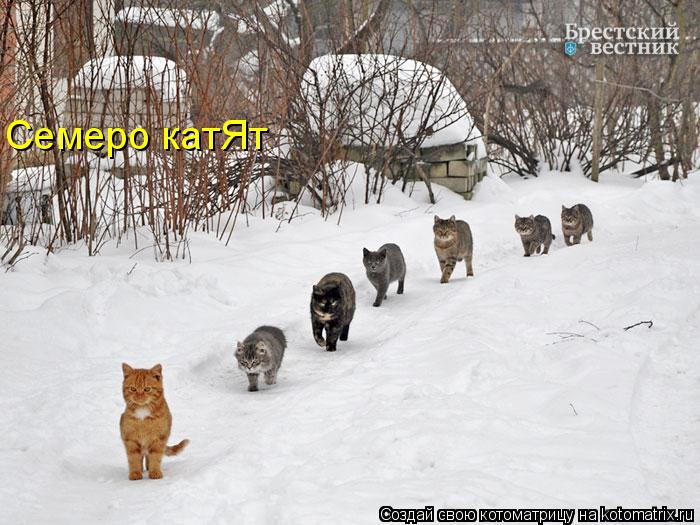 Котоматрица: Семеро катЯт