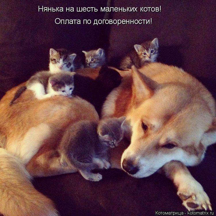 Котоматрица: Нянька на шесть маленьких котов!  Оплата по договоренности!