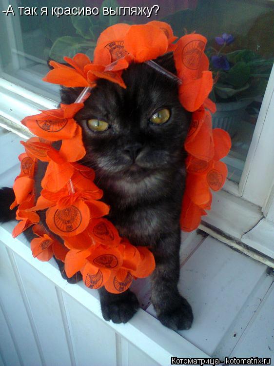 Котоматрица: -А так я красиво выгляжу?