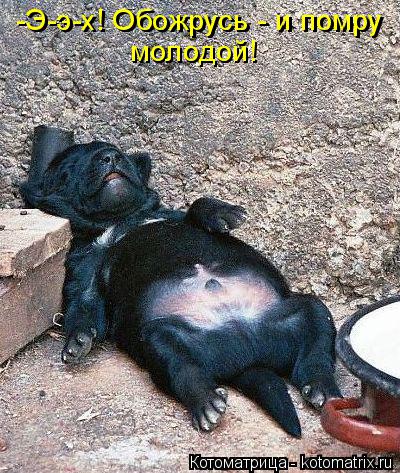 Котоматрица: молодой! молодой! -Э-э-х! Обожрусь - и помру -Э-э-х! Обожрусь - и помру