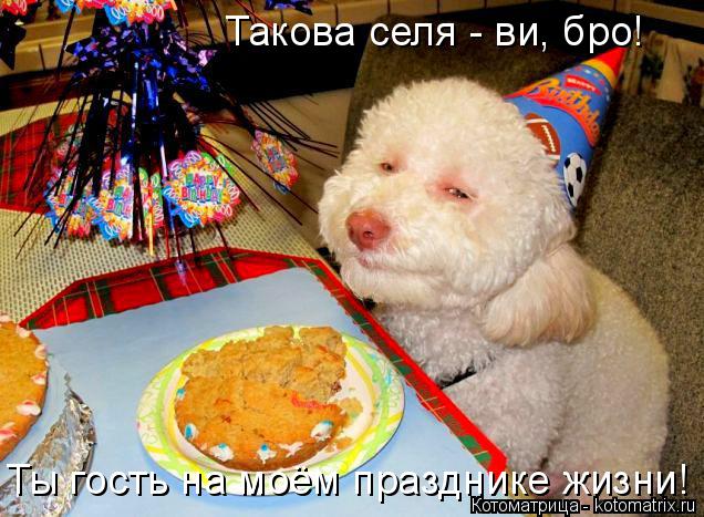 Котоматрица: Такова селя - ви, бро! Ты гость на моём празднике жизни!
