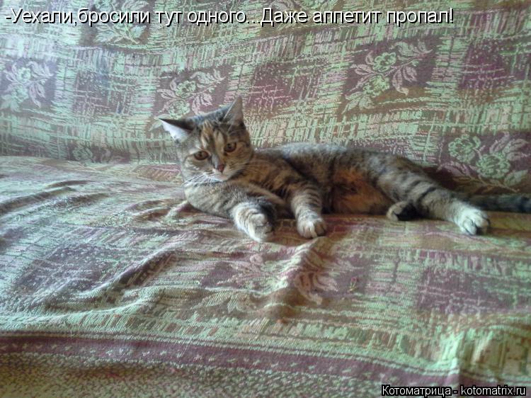 Котоматрица: -Уехали,бросили тут одного...Даже аппетит пропал!
