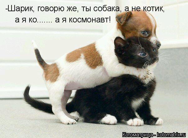 Котоматрица: а я ко....... а я космонавт! -Шарик, говорю же, ты собака, а не котик,