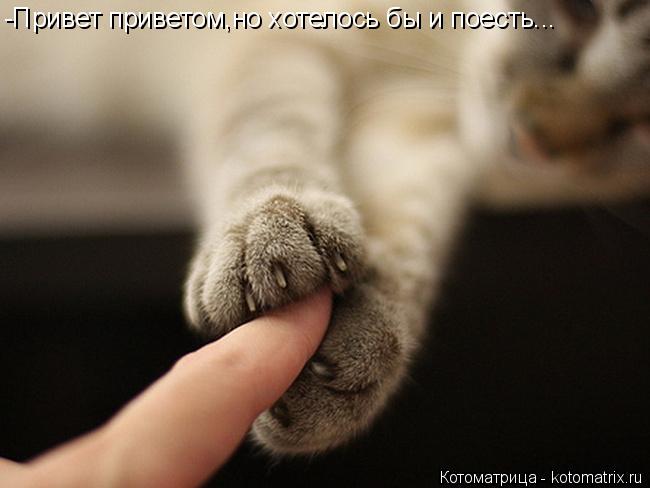 Котоматрица: -Привет приветом,но хотелось бы и поесть...