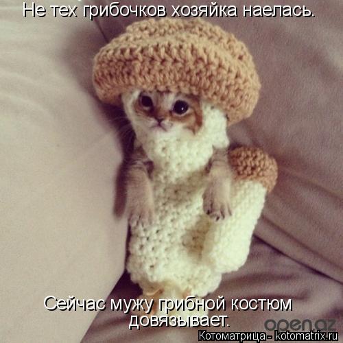 Не тех грибочков хозяйка наелась. Сейчас мужу грибной костюм довязывает.... Котоматрица: Не тех грибочков хозяйка наелась. Сейчас мужу грибной костюм довязывает.