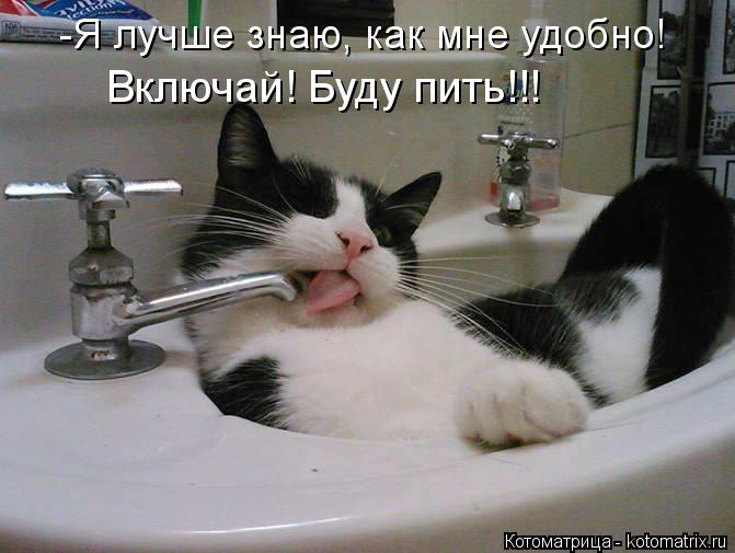 Котоматрица: -Я лучше знаю, как мне удобно! Включай! Буду пить!!!