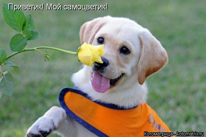 Приветик! Мой самоцветик! Приветик! Мой самоцветик!... Котоматрица: Приветик! Мой самоцветик! Приветик! Мой самоцветик!