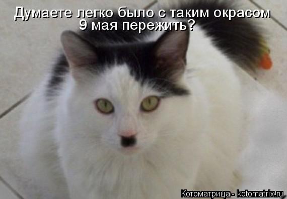 Котоматрица: 9 мая пережить? Думаете легко было с таким окрасом