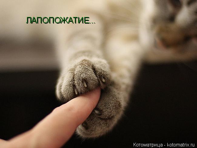 Котоматрица: ЛАПОПОЖАТИЕ...
