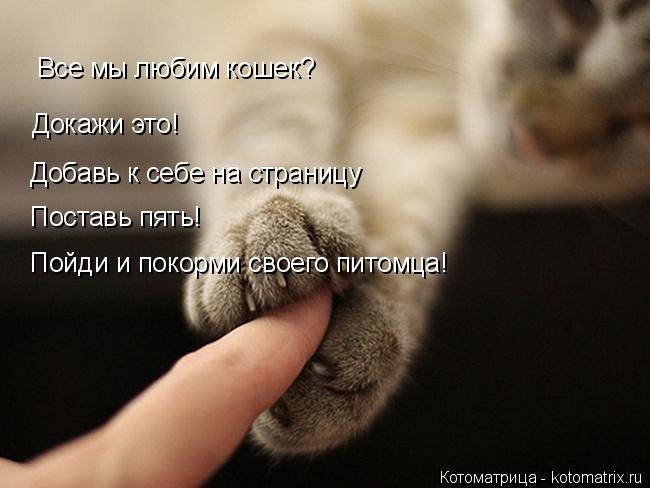 Котоматрица: Все мы любим кошек? Докажи это! Добавь к себе на страницу Поставь пять! Пойди и покорми своего питомца!