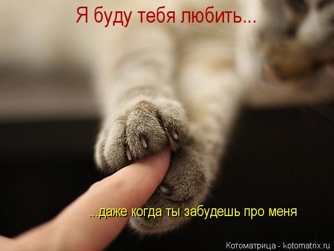 Я буду тебя любить... ...даже когда ты забудешь про меня... Котоматрица: Я буду тебя любить... ...даже когда ты забудешь про меня