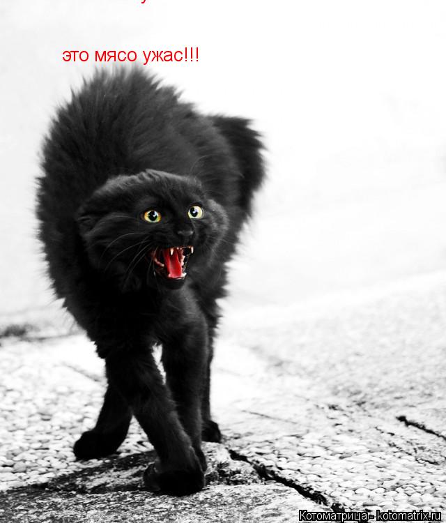 Котоматрица: это мясо ужас!!! это мясо ужас!!!