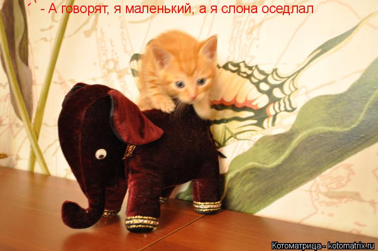 Котоматрица: - А говорят, я маленький, а я слона оседлал - А говорят, я маленький, а я слона оседлал