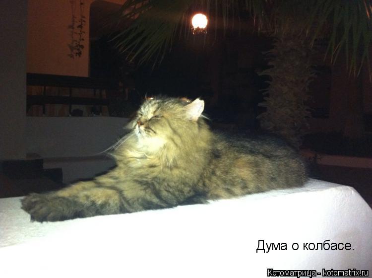 Котоматрица: Дума о колбасе.