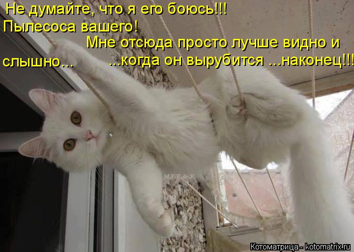 Котоматрица: Не думайте, что я его боюсь!!! Пылесоса вашего! Мне отсюда просто лучше видно и   слышно... ...когда он вырубится ...наконец!!!