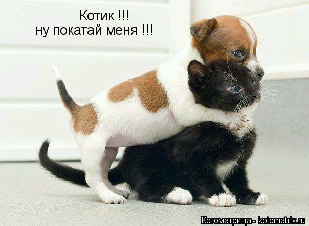 Котик !!! ну покатай меня !!!... Котоматрица: Котик !!! ну покатай меня !!!