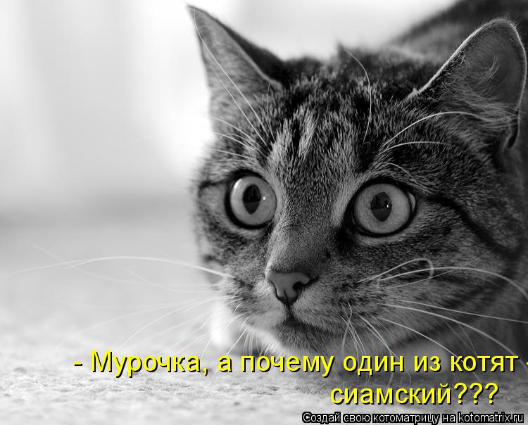 Котоматрица: - Мурочка, а почему один из котят -  сиамский???